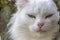 Detailed view of a white cat& x27;s muzzle, with white fur detail and honey-colored eyes