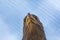 Detailed view of a white tailed eagle head, a typical Eurasian eagle