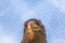 Detailed view of a white tailed eagle head, a typical Eurasian eagle