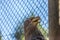 Detailed view of a white tailed eagle head, a typical Eurasian eagle