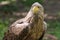 Detailed view of a white tailed eagle head, a typical Eurasian eagle