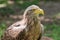 Detailed view of a white tailed eagle head, a typical Eurasian eagle