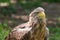 Detailed view of a white tailed eagle head, a typical Eurasian eagle