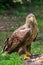 Detailed view of a white tailed eagle head, a typical Eurasian eagle