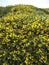 Detailed view of yellow gorse flowers on Dartmoor, Devon England