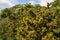 Detailed view of yellow gorse flowers on Dartmoor, Devon England