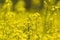 Detailed view on yellow rapeseed blossom brassica napus canola