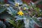 Detailed view of a yellow tomato blossom