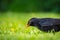 Detailed view of a young Black Bird having flown the nest.