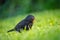 Detailed view of a young Black Bird having flown the nest.