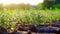 Detailed view of young lavender plants emitting a soothing aroma