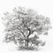 Detailed vintage pencil illustration of a tree on a white background.
