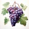 A detailed watercolor botanical illustration of a cluster of grapes by AI generated