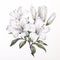 Detailed Watercolor Floral Illustration Of White Lilies