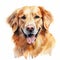 Detailed Watercolor Portrait Of Golden Retriever Dog