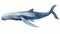 Detailed Watercolour Humpback Whale Illustration On White Background