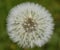 Detailed White Dandelion flower