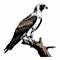 Detailed Wildlife Vector Art: Flora And Fauna Osprey In Dark White And Bronze