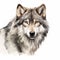 Detailed Wolf Watercolor Clipart For Digital Painting And Paper Crafting
