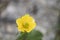 Detailed yellow buttercup flower in a grey background