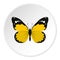 Detailed yellow butterfly icon, flat style