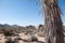 Detailed Yoshua tree with low depth of field in the dessert national park, California.