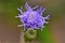 Details of the Ageratum Conyzoides flower in the garden