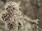 Details of the arrival of winter flowers are thistle