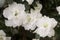 Details of azalea flowers with green leaves