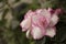 Details of azalea flowers with green leaves