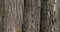 Details of bark of bald cypress Taxodium distichum
