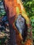 Details of bark on a madrona tree -arbutus menziesii- Madrona tree peeling