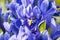 Details of the beautiful blue Iris reticulata