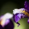 Details from a beautiful, dark blue, iris flower