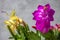 Details of a beautiful multi-color double flower of a holiday cactus Schlumbergera