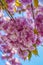 Details of the beautiful pink blossoms of the prunus against a deep blue sky 1