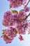 Details of the beautiful pink blossoms of the prunus against a deep blue sky 6