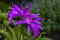 Details of a beautiful purple-pink garden orchid Pleione formosana