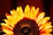 Details of beautiful sunflower