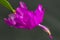 Details of a beautiful violet-purple double flower of a holiday cactus Schlumbergera 2