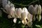 Details of the beautiful white flowers of Bleeding Heart or Lady in a Bath plant