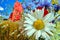 details of beautiful white screed flowers in the meadow