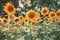 Details of big sunflowers wide open yellow petals vintage colors