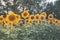 Details of big sunflowers wide open yellow petals vintage colors