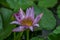 Details of a blooming velvet water lily