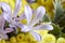 Details of bouquet with agapanthus and yellow helichrysum