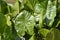 Details of branches of a tree in tropical climate, Caroni river and mountains on background of image.