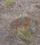 Details, brightly colored lichen on volcanic boulde