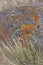 Details, brightly colored lichen on volcanic boulde