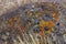 Details, brightly colored lichen on volcanic boulde